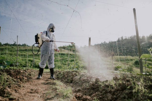 Best Ant Control Services  in Gassville, AR