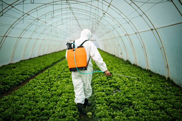 Best Affordable Pest Control Services  in Gassville, AR