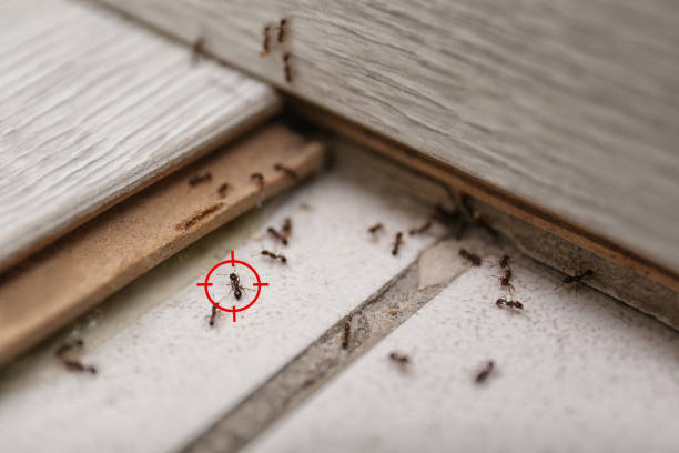 Best Best Pest Control Companies  in Gassville, AR